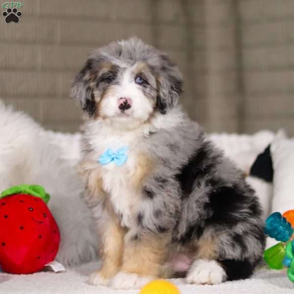 Tokyo, Mini Bernedoodle Puppy